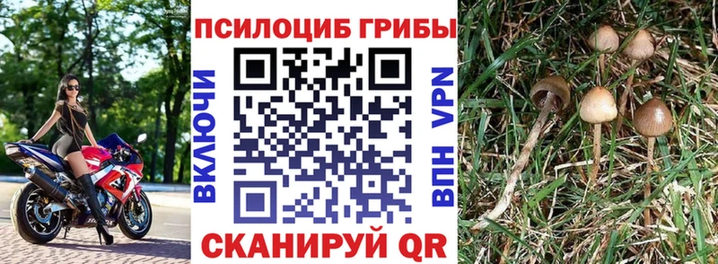 Галлюциногенные грибы Psilocybe shop клад Любим
